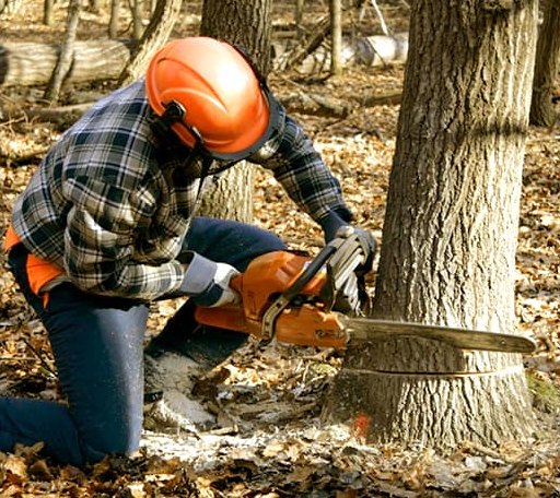 Tree Removal in Elkville, IL